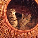 Emilie