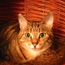 Emilie