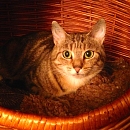 Emilie