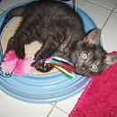 Rafiki