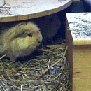 Unsere "Schweinchen" im Paradies !