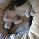 Pippin