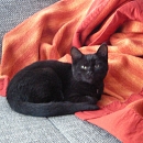 Kimba 1