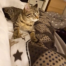 Peanut