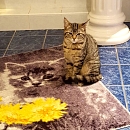 Peanut