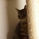 Peanut