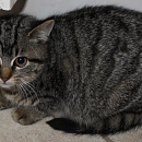 Peanut