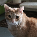 Mur