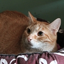 Mur