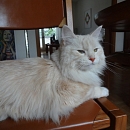 Belochka