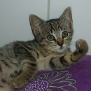 Samantha