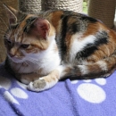 Amara
