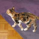 Amara