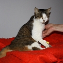 Ananda