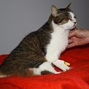 Ananda
