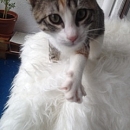 Cookie