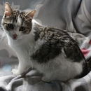  Jasmina (Flauscheweich)