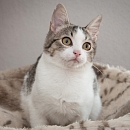  Jasmina (Flauscheweich)