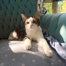 Mika