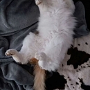 Mica