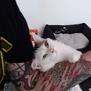 Mica