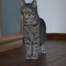 Romy