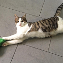 Midori