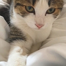 Midori