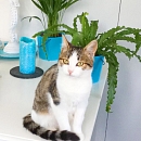 Midori