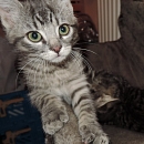 Munti