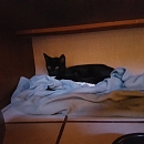 Oskar