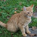 Petry