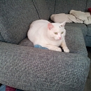 Felix