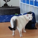 Felix