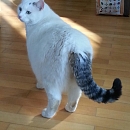 Felix