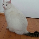 Felix