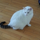 Felix