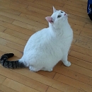 Felix