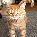 Pumba