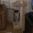Mimosa & Babycat im neuen Zuhause