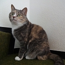 Trischa