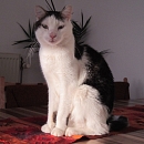 Filou