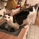 Filou