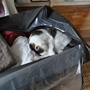 Filou