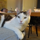 Filou