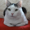Filou