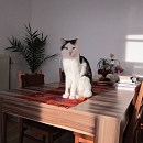 Filou