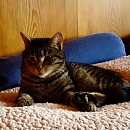 Oskar