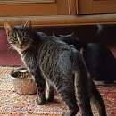 Oskar