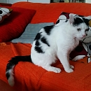 Sammy